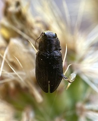 Phaenops lecontei