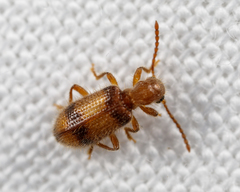 Cymatodera puncticollis