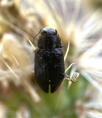 Phaenops lecontei
