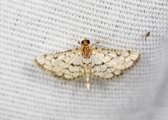 Hileithia rehamalis