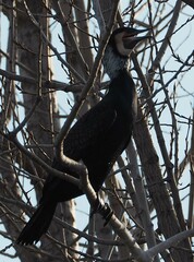 Phalacrocorax carbo