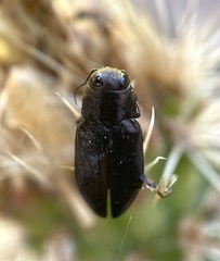 Phaenops lecontei