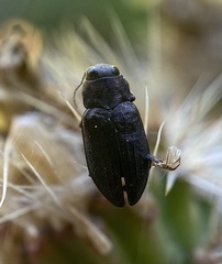 Phaenops lecontei