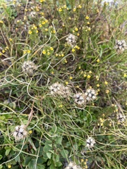 Phyteuma hemisphaericum