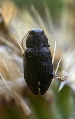Phaenops lecontei
