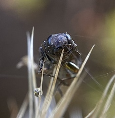Phaenops lecontei