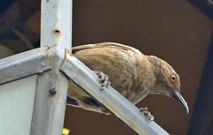 Toxostoma curvirostre