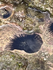 Echinometra vanbrunti