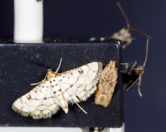 Hileithia rehamalis
