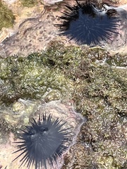 Echinometra vanbrunti