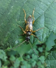 Xestoleptura