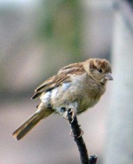 Passer domesticus