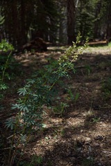 Lupinus angustiflorus