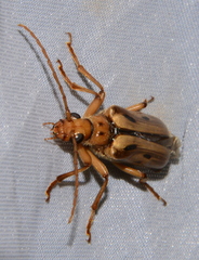 Ortholeptura valida