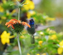 Cynanthus latirostris