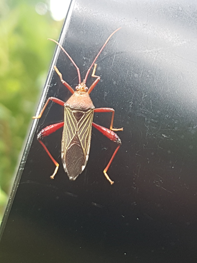 Nematopus caicarensis