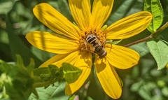 Eristalis arbustorum