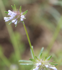 Asperula setosa