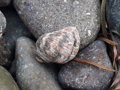 Tegula eiseni