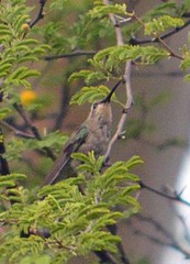 Cynanthus latirostris