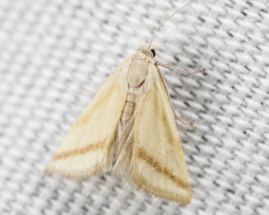 Whip-marked Snout Moth