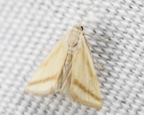 Whip-marked Snout Moth