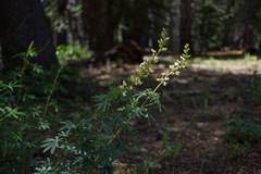 Lupinus angustiflorus