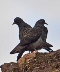 Columba livia domestica