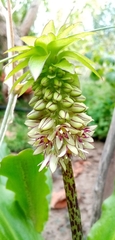 Eucomis bicolor