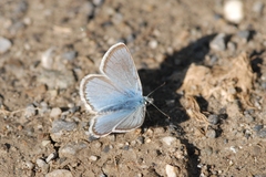 Polyommatus eros