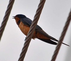 Hirundo rustica