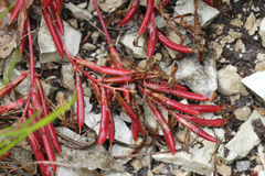 Astragalus buschiorum