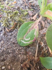 Phytomyza griffithsi