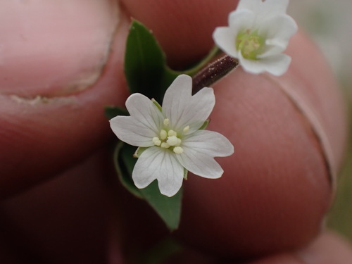 Milkflower Willowherb (Epilobium lactiflorum)