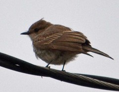 Pyrocephalus rubinus