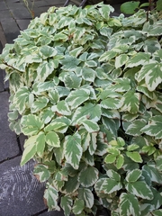 Aegopodium podagraria