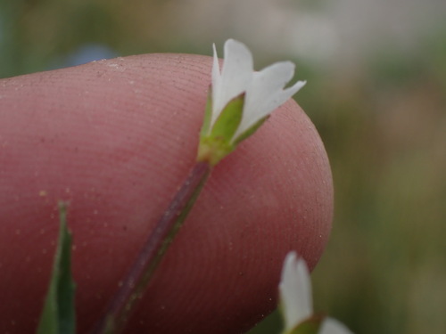 Image of Epilobium lactiflorum by no rights reserved