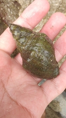 Muricoidea