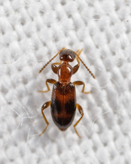 Vacusus vicinus