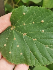 Eriophyes exilis