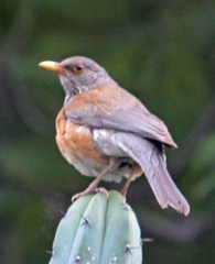 Turdus rufopalliatus