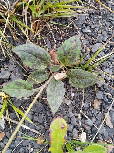 Hieracium maculatum iNat (1)