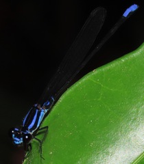 Argia thespis