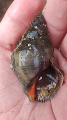 Muricoidea