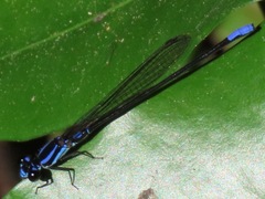 Argia thespis