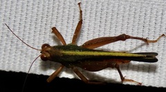 Scaria