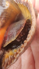Muricoidea