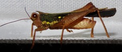 Scaria
