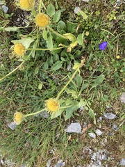 Doronicum clusii