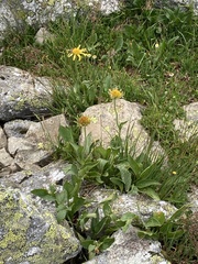 Doronicum clusii